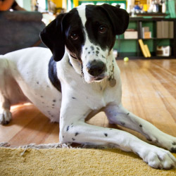 DogWatch of Central Georgia, Macon, Georgia | Indoor Pet Boundaries Contact Us Image