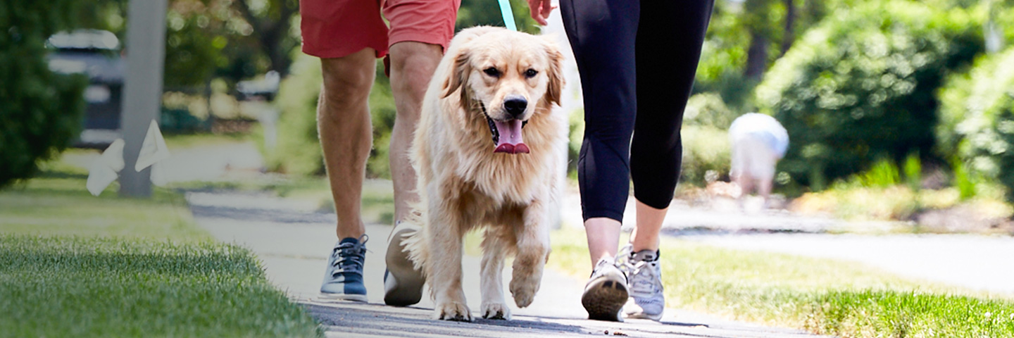 DogWatch of Central Georgia, Macon, Georgia | SideWalker Leash Trainer Slider Image